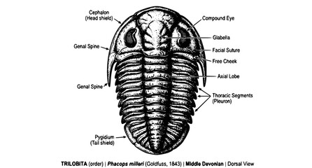Prehistoric Trilobite Fossil Monochrome Scientific Illustration © Rubina