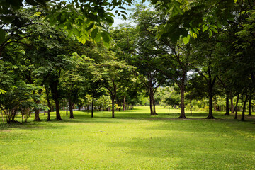 Obraz premium Sunbeams filtering through the trees in a peaceful park with vibrant green foliage