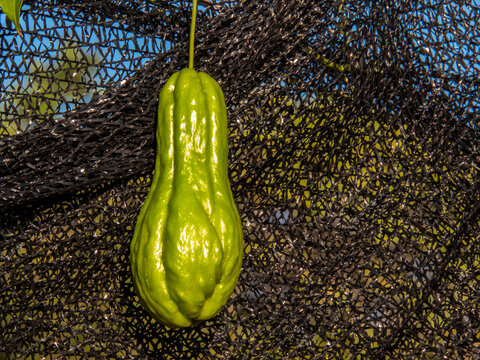 Close-up of a ripe chayote (Sechium edule) fruit hanging from a vine in an organic farm in Brazil. This tropical vegetable, also known as chuchu or mirliton, 