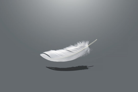 White Bird feathers falling in the dark. fluffy downy. feathers on gray. symbol of freedom and peace. softness of feathers falling in heavenly.