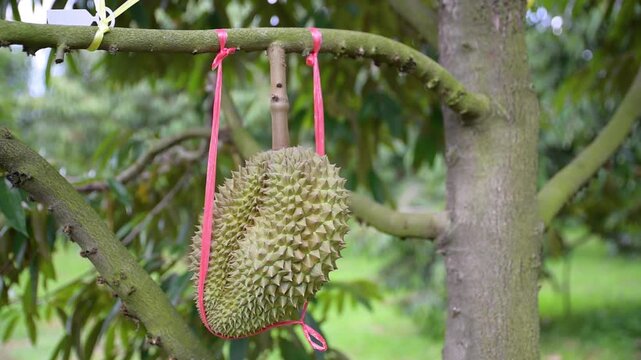 big spiky durian fruit directly from the branch, agricultural concept in Thailand.