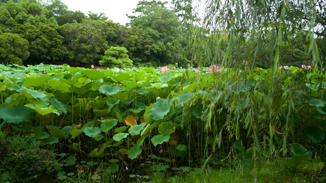ush Green Lotus Field with Blooming Pink Flowers in a Traditional Japanese Garden