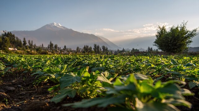 maca. A field of maca plants under a vast sky with the Andes mountains in the distance. travel magazines, destination branding, designed for travel destination branding, drives exploration.