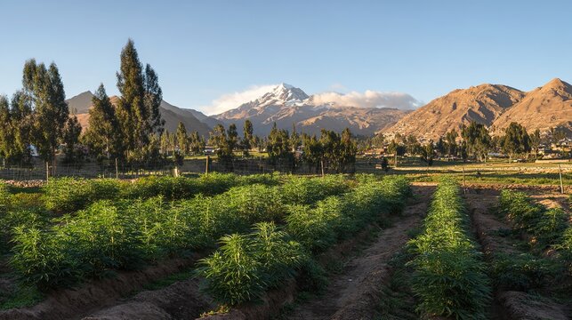 maca. A field of maca plants under a vast sky with the Andes mountains in the distance. travel magazines, destination branding, designed for travel destination branding, drives exploration.