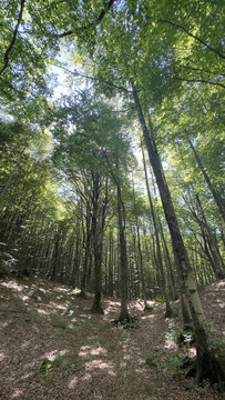 Dense beech forest with tall majestic trees and green canopy1.jpg