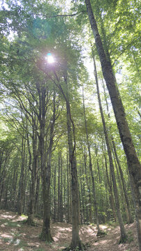 Dense beech forest with tall majestic trees and green canopy1.jpg