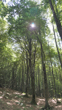Dense beech forest with tall majestic trees and green canopy1.jpg