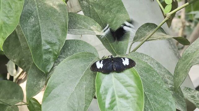 Black and white Heliconius melpomene butterfly resting on a green leaf while another one flies above it, fluttering its wings rapidly in a lush, natural environment
