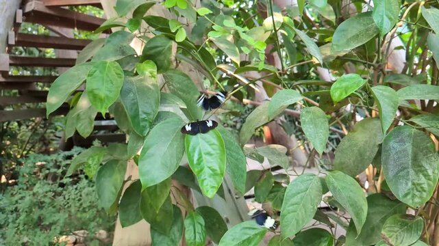 Pair of Doris longwing butterflies mating on a vibrant green leaf in a lush tropical forest, showcasing their delicate wings and natural insect behavior