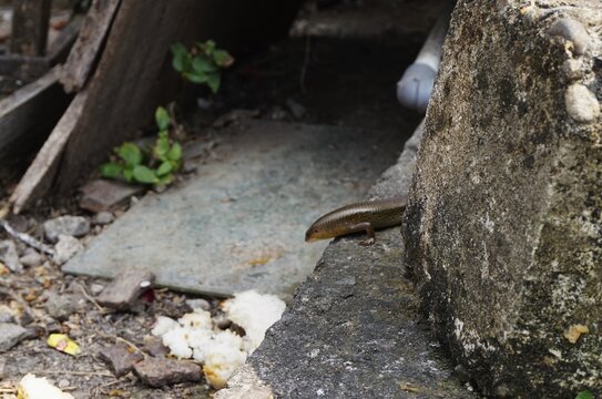 Eutropis multifasciata or garden lizard on a rough cement surface, look beauty