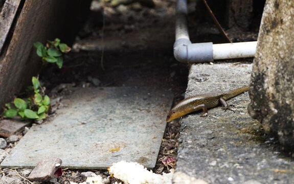 Eutropis multifasciata or garden lizard on a rough cement surface, look beauty