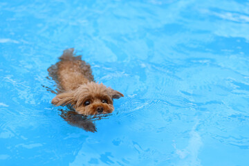 犬かきをするトイ・プードル © ぬいぐるみ王国