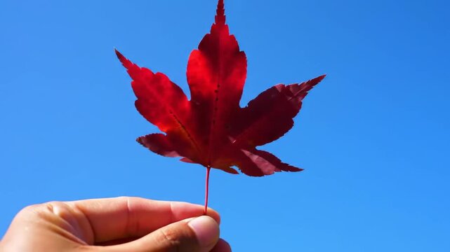 Hand holding red maple leaf against blue sky.
