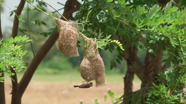 Baya Weaver Bird Weaving Hanging Nest in Jungle Tree