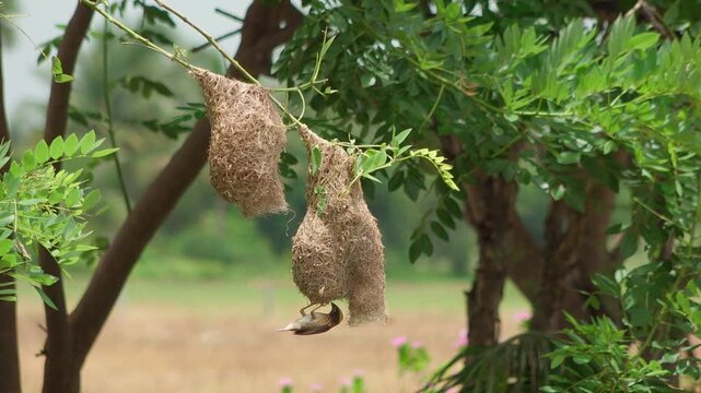 An adult Baya Weaver (Ploceus philippinus) hangs inverted beneath a woven pendulous nest, manipulating dried grass strands with its beak while maintaining the chamber in a leafy jungle tree.