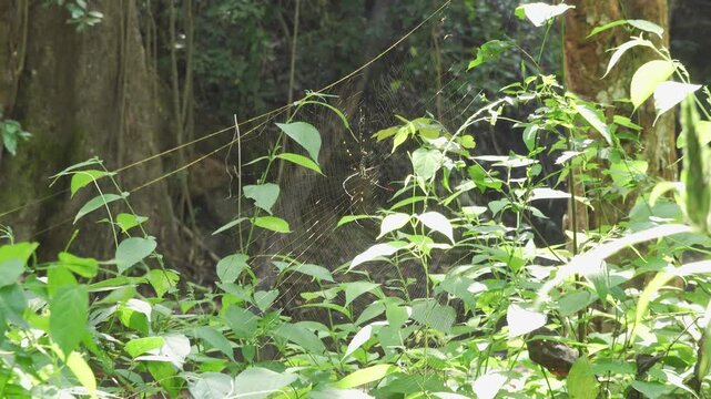 Giant Golden Orb Weaver on Web in Jungle, Close-Up Zooming Out