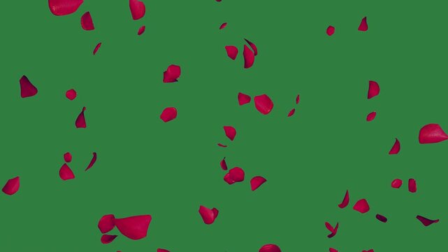 Red rose petals isolated on green screen background