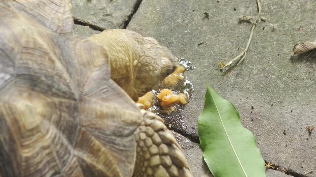 Adult African Spurred Tortoise Feeding on Fruit in Jungle Habitat: Close View