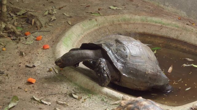 Asian forest tortoises (Manouria emys) feed together beside a shallow concrete pool within a shaded jungle enclosure in Thailand.