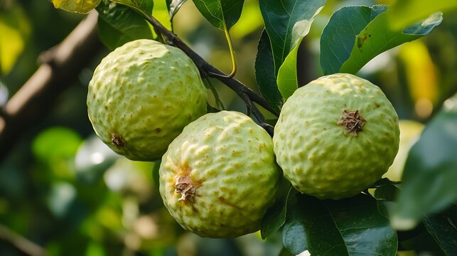 Chalta or elephant apple in its leaves a kind of sour apple