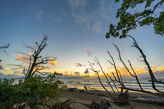 Large weathered tree trunks resting along an eroded sandy beach, highlighting the impact of coastal erosion, rising seas, and natural shoreline transformation.
