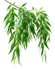 Fototapeta premium Long Thin Willow Branch with Cascading Green Leaves on a White Background