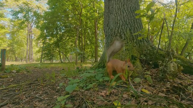 A red squirrel cautiously scurries along tree roots and rears up on its hind legs in a sunlit forest park. Green foliage, diffused sunlight, natural ground cover