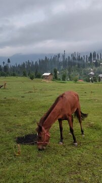 A brown horse in the meadow eating grass, arang kel Kashmir Pakistan 