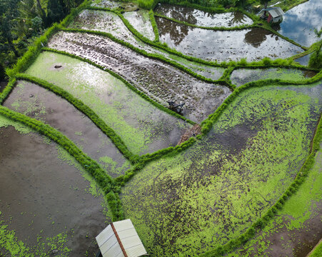 Aerial view of lush green rice terraces with water-filled paddies and small traditional huts near Amed in Abang, Bali, Indonesia.
