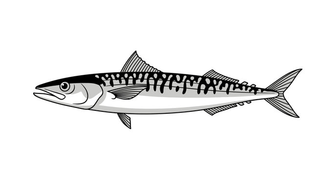 A detailed vector illustration of a mackerel fish in a side view, isolated on a white background. Perfect for marine design themes.