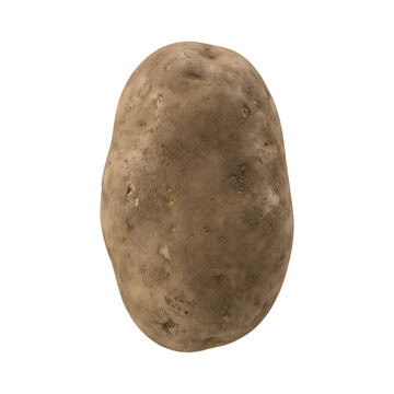 ingle Raw Unpeeled Russet Potato Isolated on Pure White Background