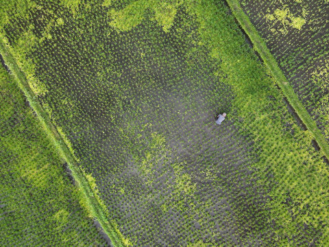 Aerial view of a farmer working in a lush green rice paddy field at Amed, Abang, Bali, Indonesia.