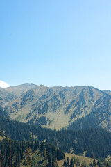 Fototapeta premium Summer mountain landscape with green pine forest under clear blue sky copy space