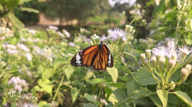 Plain Tiger Butterfly resting and feeding on delicate white wildflowers in natural garden. Butterfly's vibrant orange wings with black veins and white-spotted borders are beautifully illuminated
