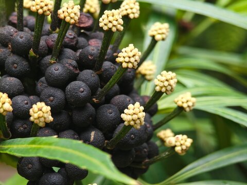 Osmoxylon Lineare bloom in outdoor flowerbed.