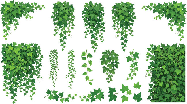 Collection of green ivy leaves and vines isolated on white background