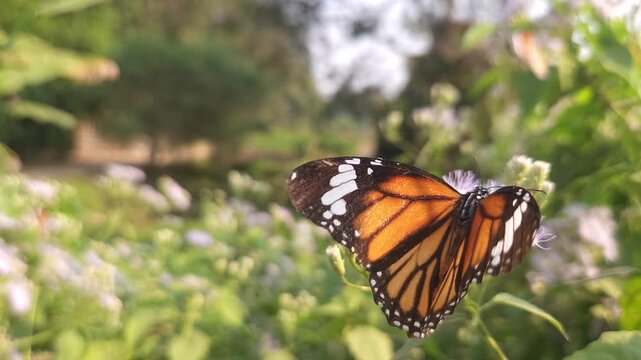 Plain Tiger Butterfly resting and feeding on delicate white wildflowers in natural garden. Butterfly's vibrant orange wings with black veins and white-spotted borders are beautifully illuminated