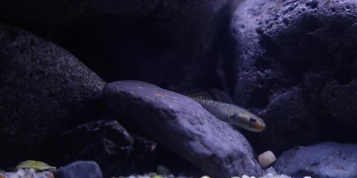 Stiphodon ornatus Rainbow Goby