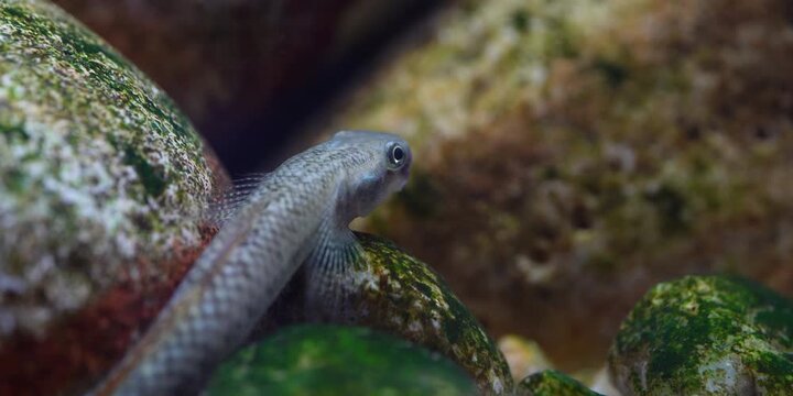 Stiphodon ornatus Rainbow Goby