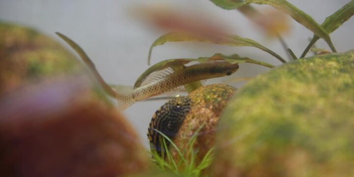 Stiphodon ornatus Rainbow Goby