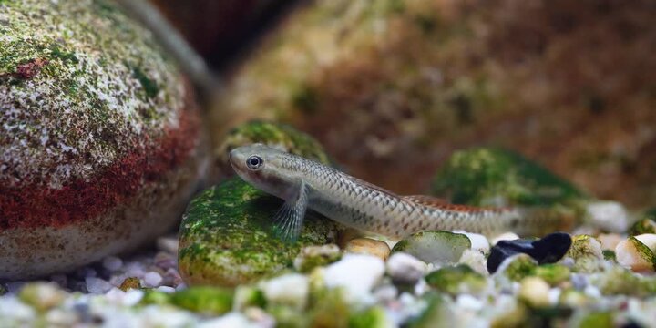 Stiphodon ornatus Rainbow Goby