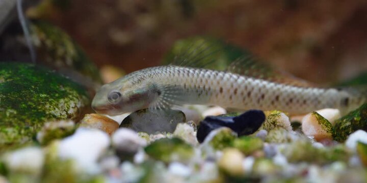Stiphodon ornatus Rainbow Goby