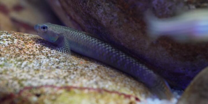 Stiphodon ornatus Rainbow Goby