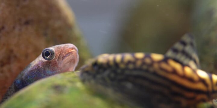 Stiphodon ornatus Rainbow Goby