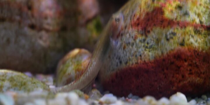 Stiphodon ornatus Rainbow Goby
