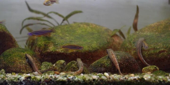 Stiphodon ornatus Rainbow Goby