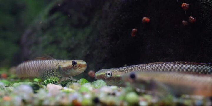 Stiphodon ornatus Rainbow Goby