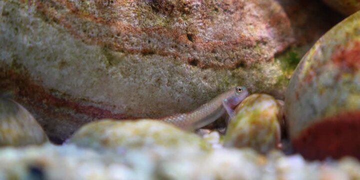 Stiphodon ornatus Rainbow Goby