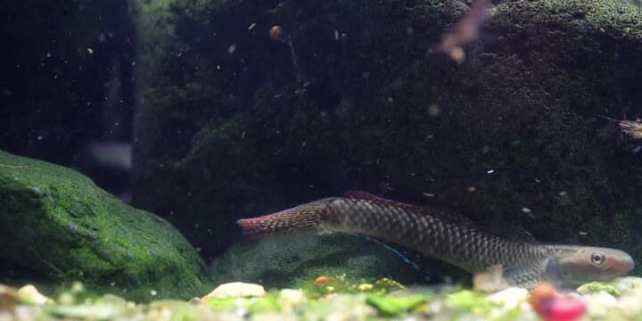 Stiphodon ornatus Rainbow Goby