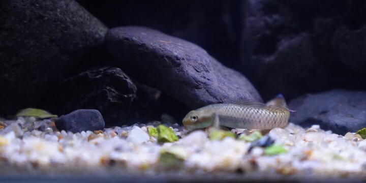 Stiphodon ornatus Rainbow Goby